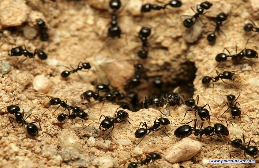 بالأدلة التجريبية.. إثبات وجود ذكاء جماعي لدى النمل!